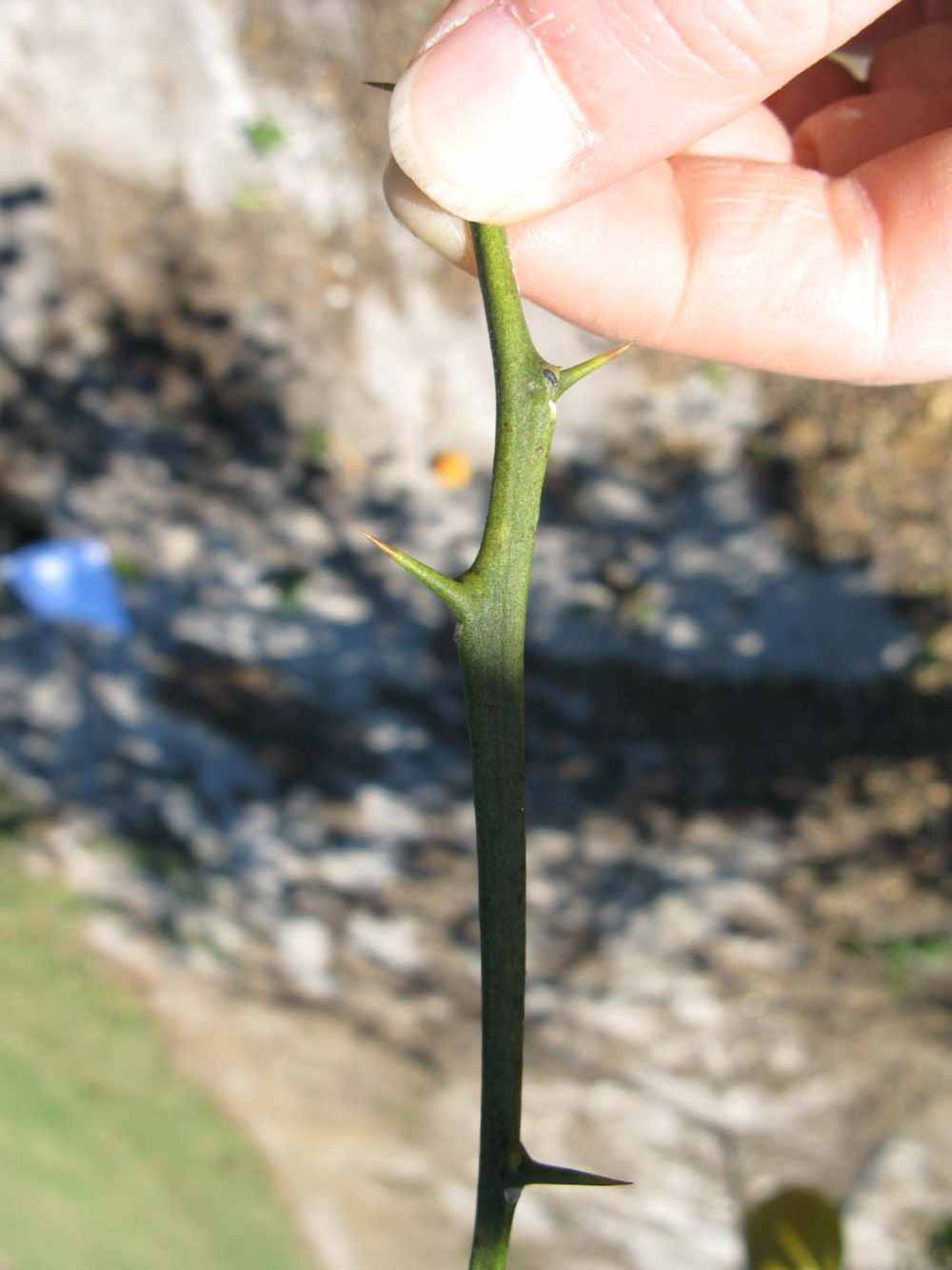              First year twig (Winter Haven, FL)       